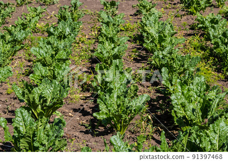 Agricultural scenery of of sweet sugar beet field. Sugar beets are young. Sugar beet field 91397468