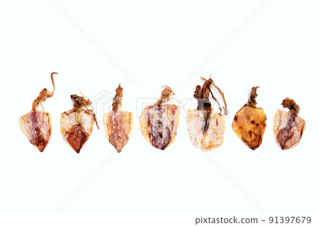 Dried squid on white background. 91397679