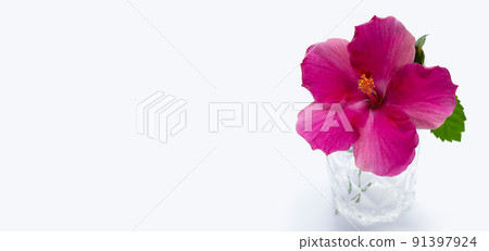 Hibiscus flower on white background. 91397924