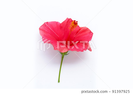 Hibiscus flower on white background. Hibiscus flower on white background. 91397925