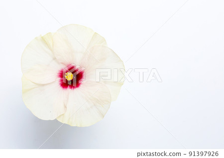 Hibiscus flower on white background. 91397926