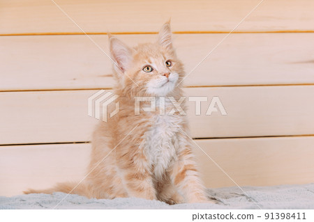Funny Curious 10 Week Old Young Red Ginger Maine Coon Kitten Cat Sitting At Home Sofa. Coon Cat, Maine Cat, Maine Shag. Amazing Pets Pet 91398411
