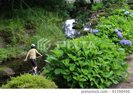 A boy wearing a hat who catches fish while walking with a net in a stream in a rural park where the greenery and hydrangea of Hatoyama Town, Saitama Prefecture are beautiful. A boy wearing a hat who catches fish while walking with a net in a stream in a rural park where the greenery and hydrangea of Hatoyama Town, Saitama Prefecture are beautiful. 91398498