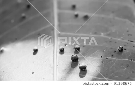 Abstract BANNER larvae of insect eggs ball shape accuracy lie beauty along edge of Green plant leaf surface. Amazing macro wildlife nature world High detail photo texture veins. Matte vintage grey Abstract BANNER larvae of insect eggs ball shape accuracy lie beauty along edge of Green plant leaf surface. Amazing macro wildlife nature world High detail photo texture veins. Matte vintage grey 91398675