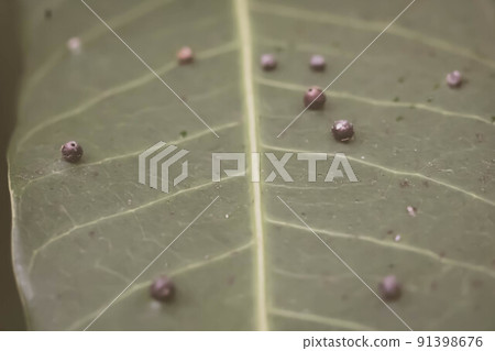 Abstract BANNER larvae of insect eggs ball shape accuracy lie beauty along edge of Green plant leaf surface. Amazing macro wildlife nature world High detail photo texture veins. Matte vintage grey Abstract BANNER larvae of insect eggs ball shape accuracy lie beauty along edge of Green plant leaf surface. Amazing macro wildlife nature world High detail photo texture veins. Matte vintage grey 91398676