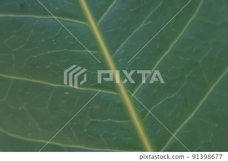 Dark mature green pale retro color more tone in stock. Copy space Abstract real nature beauty banner background. High Detail Macro leaf visible texture horizontal line. Element biology vein pattern Dark mature green pale retro color more tone in stock. Copy space Abstract real nature beauty banner background. High Detail Macro leaf visible texture horizontal line. Element biology vein pattern 91398677