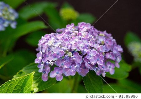  繡球 91398980