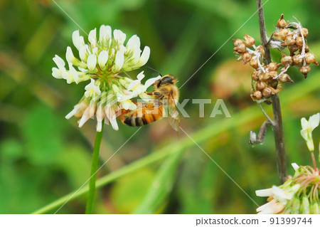 白三葉草和蜜蜂 91399744