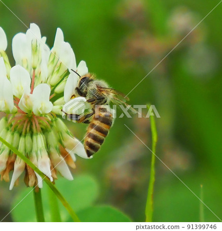 白三葉草和蜜蜂 白三葉草和蜜蜂 91399746
