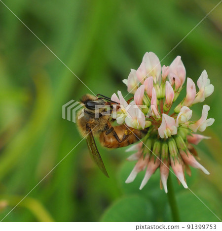 白三葉草和蜜蜂 91399753