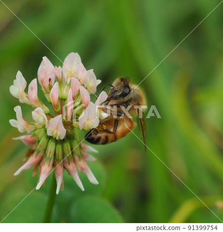 White clover and bees 91399754