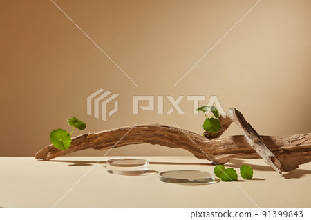 Front view of centella asiatica decorated with transparent podium branch tree in brown background Front view of centella asiatica decorated with transparent podium branch tree in brown background 91399843