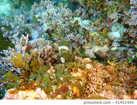 Landscape with sea slugs 91401484