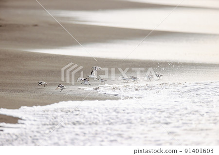 湘南海灘上的一群鷸 91401603