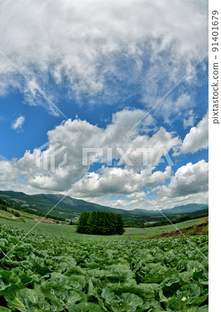 Tsumagoi cabbage field Larch hill 91401679