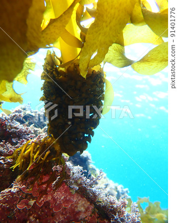 菠蘿樣的mekabu 91401776