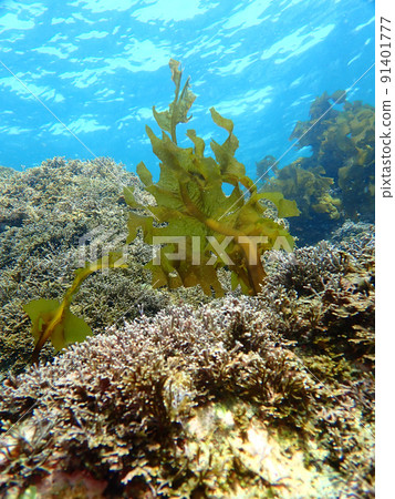 裙帶菜生長的海 91401777