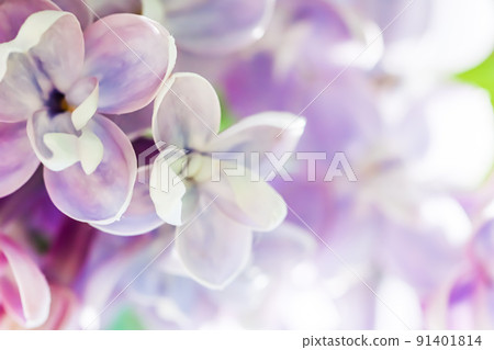 Background of blooming purple terry lilac. Soft focus 91401814