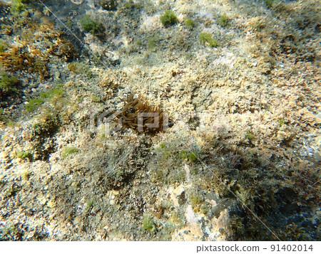 Cute sea anemone 91402014