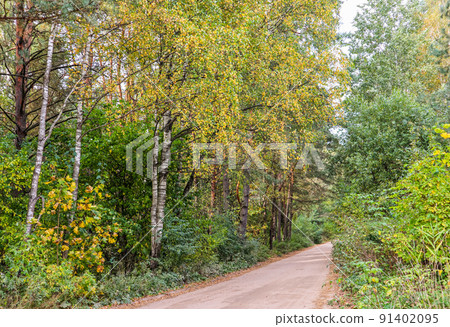 Beautiful autumn forest and road. Bright yellow leaves of trees. Natural background Beautiful autumn forest and road. Bright yellow leaves of trees. Natural background 91402095