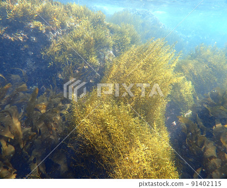 在波濤洶湧的大海中 91402115