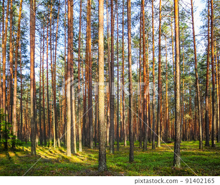 Sunlight on trees in a pine forest at sunset. Summer nature landscape. 91402165