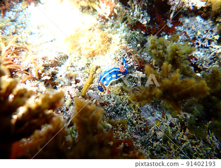 Nudibranch Nudibranch 91402193
