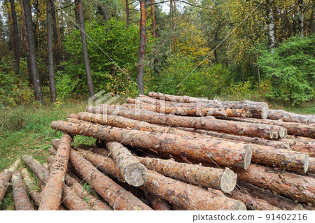 Log trunks pile, the logging timber wood industry. Wooden trunks on autumn forest background Log trunks pile, the logging timber wood industry. Wooden trunks on autumn forest background 91402216