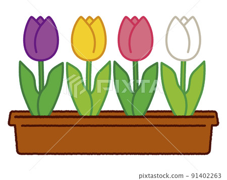 Tulip Tulip 91402263