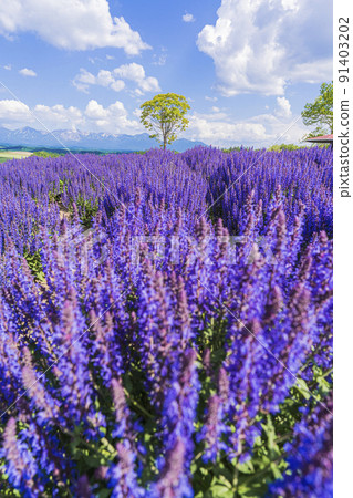 Trees growing on Shikisai no Oka 91403202