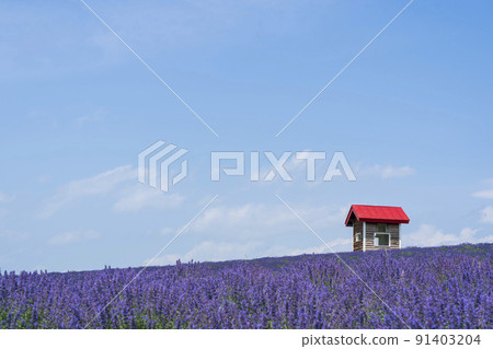 薰衣草田和紅色屋頂 91403204