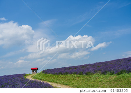 日出公園的淡紫色領域 91403205
