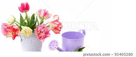 Bouquet of tulips and decorative watering can isolated on white. Wide photo. Free space for text. 91403280