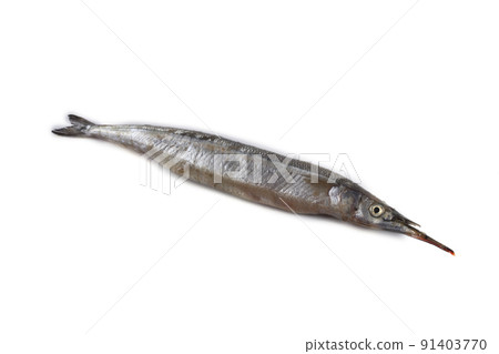 Garfish isolated on white Garfish isolated on white 91403770