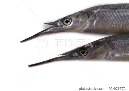 Garfish isolated on white 91403771