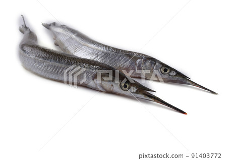 Garfish isolated on white 91403772