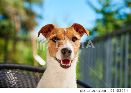 Cute dog portrait outdoors, Jack Russell terrier sitting at balcony on summer day, Funny pet looking at camera Cute dog portrait outdoors, Jack Russell terrier sitting at balcony on summer day, Funny pet looking at camera 91403954