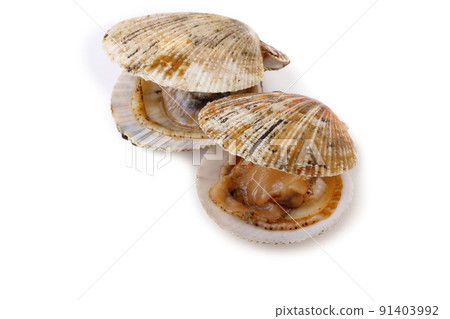 Opened scallops isolated on white 91403992