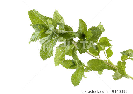 Growing mint isolated on white Growing mint isolated on white 91403993