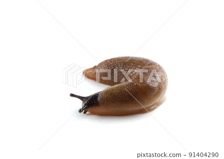 Slug isolated on white Slug isolated on white 91404290