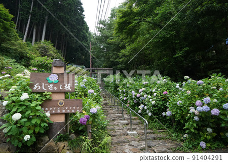 太平山栃木繡球節 太平山栃木繡球節 91404291