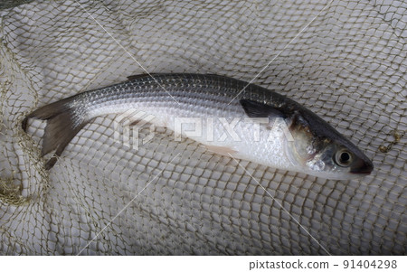Mullet on net 91404298