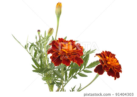 Growing marigolds isolated on white 91404303