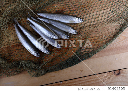 Smelt fishes on net. Pacific smelt fish variety Smelt fishes on net. Pacific smelt fish variety 91404505