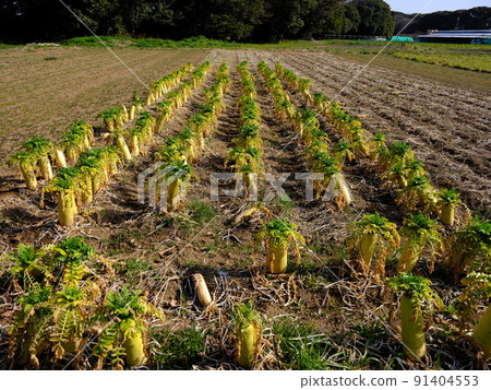 Moriyama Castle Ruins 91404553