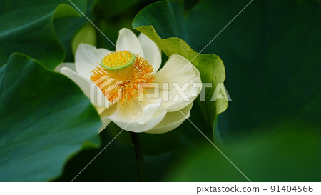 American Huangren / Ancient Lotus Village 91404566