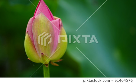 Caspicam Bud Day 1 / Ancient Lotus Village 91404576