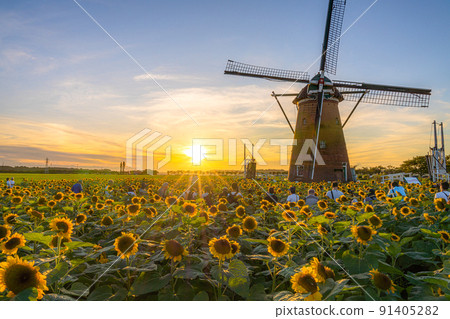 Sakura Furusato Plaza Windmill Sunflower Garden 91405282
