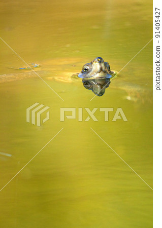 Mediterranean Pond Turtle, Monfrague National Park, Spain 91405427
