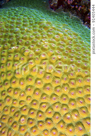 Boulder Coral, Bunaken National Marine Park, Indonesia Boulder Coral, Bunaken National Marine Park, Indonesia 91405444